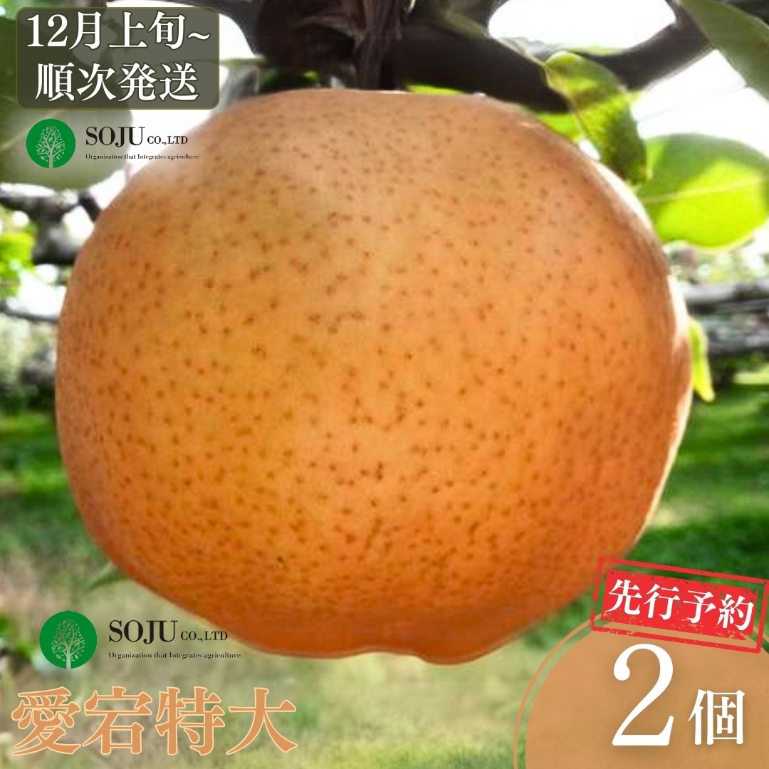 【ふるさと納税】先行予約 和梨 愛宕 特大2個 [12月上旬から発送予定] 令和7年度 新潟県三条市産 梨 愛宕梨 [三条果樹専門家集団] 【016P027】