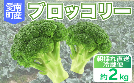 収穫当日発送 ブロッコリー 約2kg 朝どれ ブロッコリー 愛なんよ