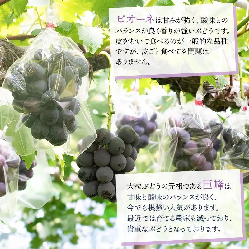 【令和8年産先行予約】 ぶどう詰め合わせ 2房 (シャインマスカットと黒系品種 各1房)　山形県鶴岡市 重ちゃん農園