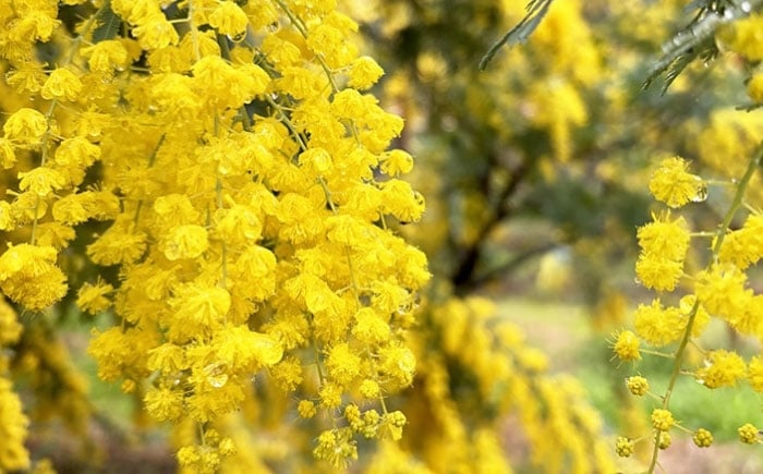 生花 フラワー インテリア 花 お花 花束 ギフト プレゼント ガーデニング
