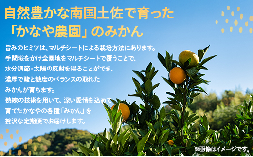 山北みかん（イメージ）