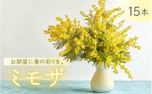 ～ 春の訪れ ～ ミモザ 15本入り〈なかやFarm 和歌山県 紀美野町〉/   癒し 植物 プランター フラワー プラント 花瓶  アカシア ミモザ ハーブ プレゼント ギフト 【nkf948-mimo-15】