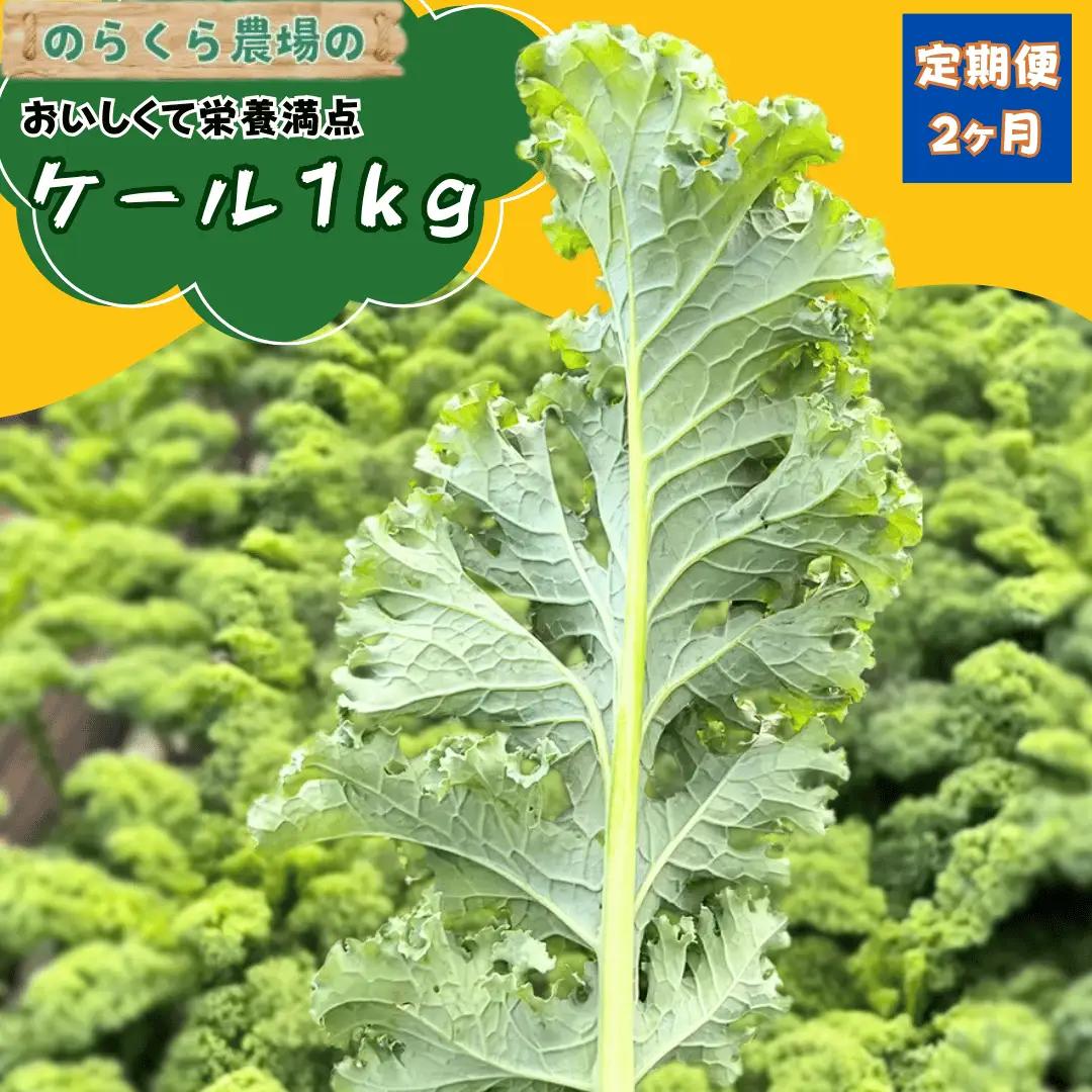 のらくら農場 ケール１kg　2か月定期便 [NK-T522]