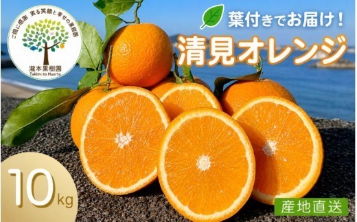 【期間限定・2027/4/30まで】葉付き清見オレンジ 10kg L～3L （サイズ混合）※2027年4月上中旬から順次発送予定※ / オレンジ きよみオレンジ きよみ みかん 柑橘 フルーツ 果物 和歌山県 田辺市 【tmk002】