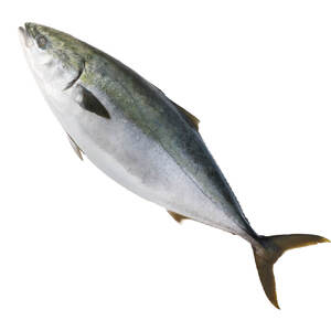 土佐清水産天然ぶり　まるごと１本（5kg～8kg）下処理あり（内臓除去済）【令和6年3月下旬以降発送※着日指定不可※】先行予約 鮮魚 ぶり大根 刺身 ぶりしゃぶ【R00874】