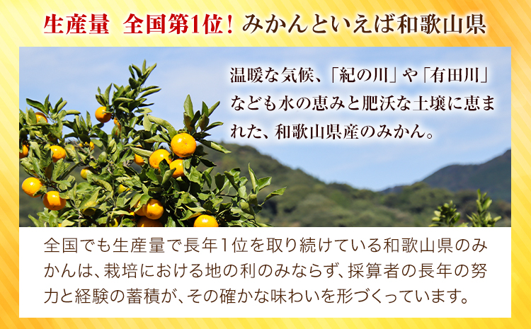  【訳あり/ご家庭用】 先行予約 和歌山県産みかん 約5kg【サイズ混合】 サンファーム《10月上旬-1月下旬頃出荷》和歌山県 紀の川市 みかん ミカン 柑橘 果肉