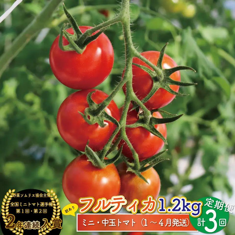 【2027年1月～4月頃発送】＜約1.2kg×3回 定期便＞訳あり 規格外 フルティカ トマト ましまファーム ミニトマト フルーツトマト アイメック  ワケあり