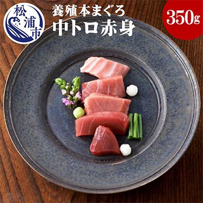 ふるさと納税 松浦市 鷹島産本まぐろ　中トロ赤身合わせて350g　