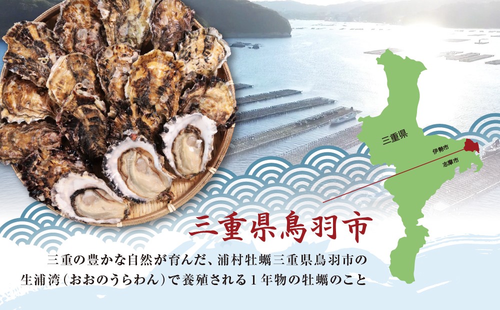 期間限定 三倍体牡蠣 生食用 鳥羽浦村牡蠣