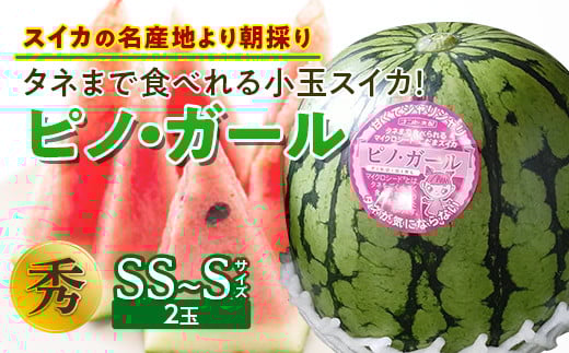 《先行予約 2025年度発送》タネまで食べれる小玉スイカ！【スイカの名産地より朝採り】ピノ・ガール  スイカ すいか 西瓜 デザート フルーツ 果物 くだもの 果実 食品 山形県 FSY-0119