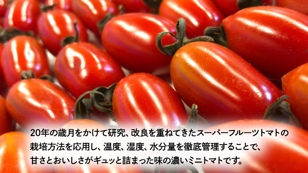 【母の日専用】 スーパーフルーツミニトマト 小箱 約1kg ×1箱 《5月4日～10日お届け メッセージカード付》 ミニトマト フルーツトマト ブランドトマト 野菜 母の日 ギフト 贈り物 プレゼント