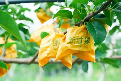 145．【予約受付中】【産地直送】鳥取県の梨「新甘泉」秀品　５kg　８～１４玉