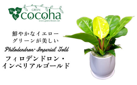 鮮やかなイエローグリーンが美しい『 フィロデンドロン ・ インペリアル ゴールド 』 糸島市  / cocoha 観葉植物 [AWB031] 植物植物植物植物植物植物植物植物