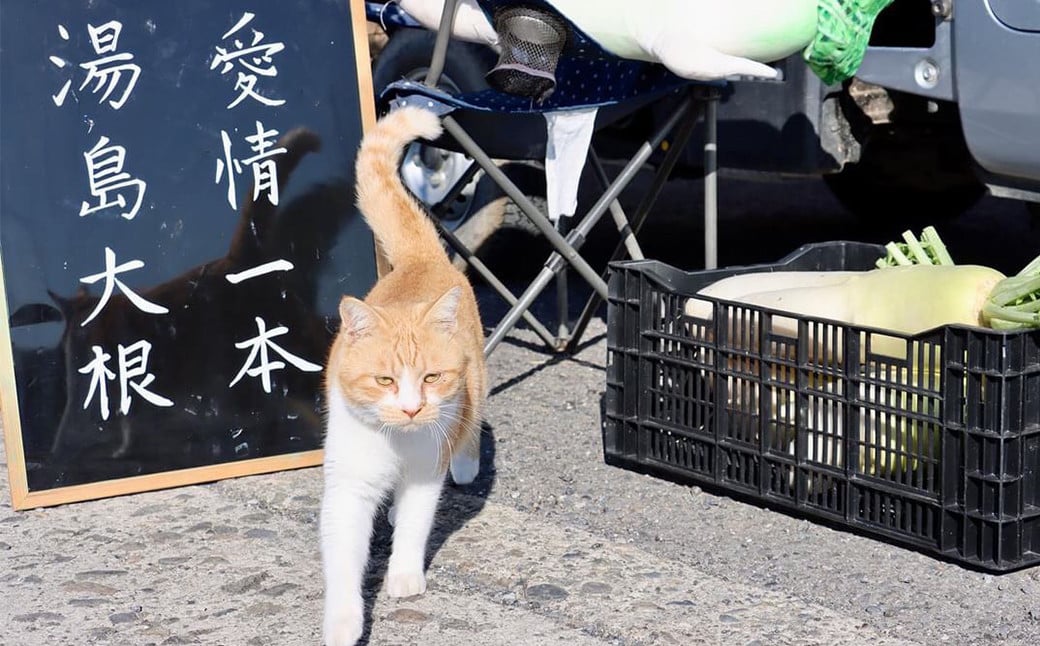 ねこの島！湯島！オリジナルステッカー【地域猫活動支援】