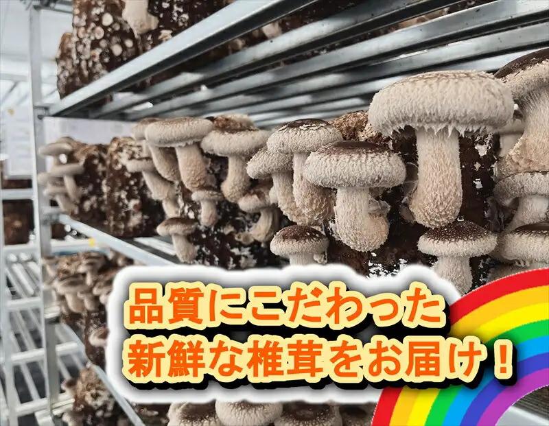 小田原産高級しいたけ「海の香・山の香」　香り高く肉厚でみずみずしい　500ｇお届け【 野菜 きのこ キノコ 茸 シイタケ しいたけ 贈答用 ご家庭でおすそ分け 神奈川県 小田原市 きのこ】