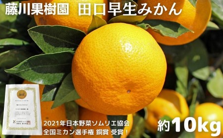 みかん 田口早生 香川県産 柑橘 みかん【約10kg】【先行予約】