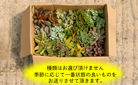 多肉植物 おまかせ アソートセット 12 ～ 15種類 観葉植物 インテリア おしゃれ 植物 室内 丈夫 長持ち 愛知 南知多