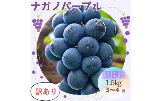 【訳あり】朝採れ厳選ナガノパープル 1.5kg（3～4房）