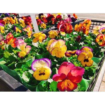 ふるさと納税 安中市 季節の花苗おまかせセット 15ポット以上 |  | 03