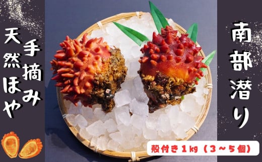 【殻付】南部潜りの手摘み天然ほや 1kg（3～5個）伝統 南部ダイバー 産地直送