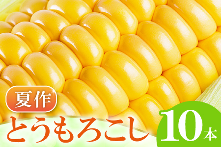 A-1160 ［夏作］朝採れとうもろこし　10本【先行予約 朝採れ とうもろこし 10本 早期予約 期間限定 季節限定 お土産 野菜 やさい 夏野菜 夏 トウモロコシ】