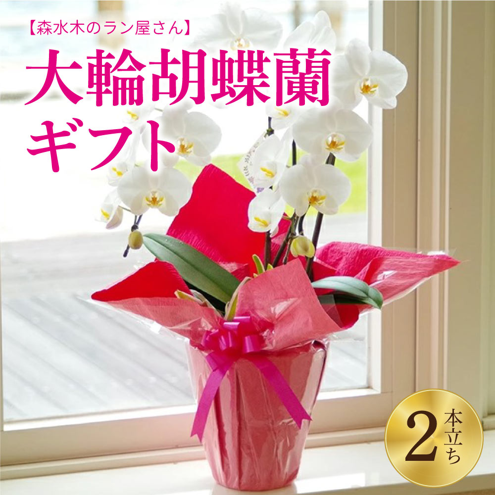 【ふるさと納税】 大輪 胡蝶蘭 2本立ちギフト 鉢花 （高さ70〜80cm/幅約40cm） 森水木のラン屋さん プロが選んでお届け フラワーギフト お祝い 誕生日 鉢植え 花 贈り物 ギフト 蘭 九州 熊本県 送料無料