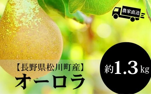 HF28【長野県松川町】農家直送！希少な洋梨オーロラ 約1.3kg ／８月下旬～９月上旬ごろ発送開始予定 // 長野県 南信州  減農薬栽培 洋梨 オーロラ エコファーマー認証 農家支援