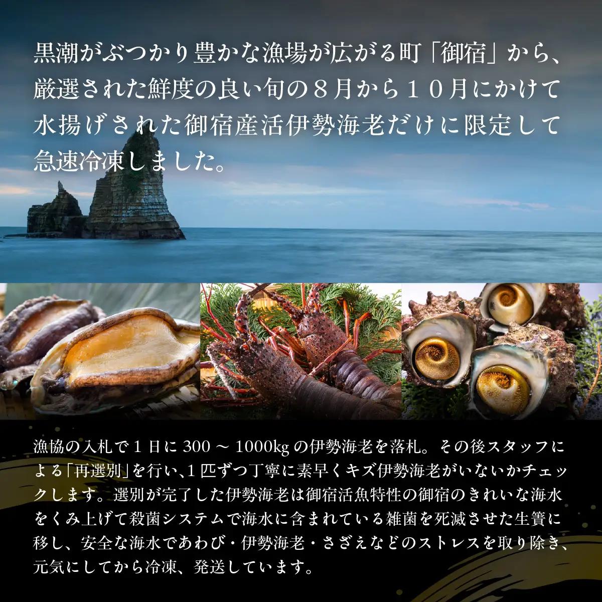 活〆生食用伊勢海老（冷凍）１０００ｇ（２５０～３００ｇ）×４匹 /  ONJB023　伊勢海老　海老　イセエビ　生食用