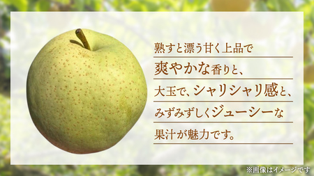 かおり 梨 5kg 【2026年8月中旬発送開始】(茨城県共通返礼品：大子町)