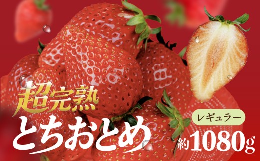いちご 選手権金賞農園の 厳選&完熟&朝摘み とちおとめ レギュラーサイズ 約270g × 4パック 合計 約1080g【3月以降発送】 | いちご イチゴ 苺 とちおとめ 第2回いちご選手権金賞 ブランドいちご ストロベリー 完熟 果物 甘い あまい フルーツ くだもの 旬 産地直送 栃木県産 鈴木ファーム 栃木県 茂木町