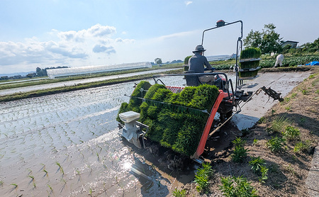 【（定期便|毎月配送｜計3回））1月下旬より順次出荷】令和7年産 新潟県 上越市産 にじのきらめき 10kg　白米×3回　定期便