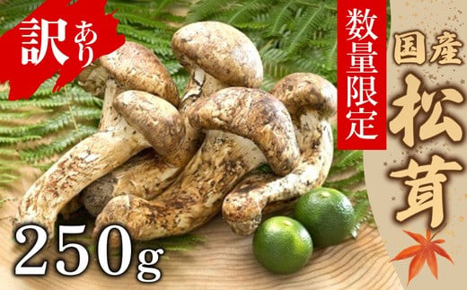 【数量限定】 天然松茸 250g 松茸ご飯、焼き松茸、土瓶蒸しなど 訳あり（簡易包装） F4N-2521