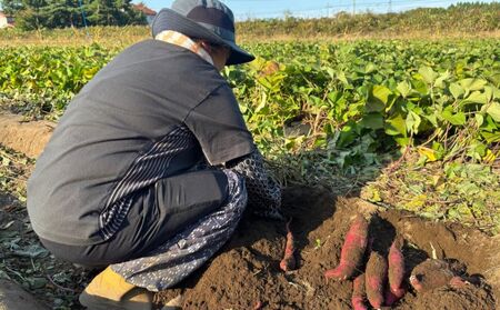 【期間限定発送】土付き　農家直送　さつまいも3種詰合せ　3kg　農家おまかせ