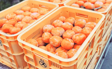 貯蔵富有柿 12 個～14 個 L～2L サイズ