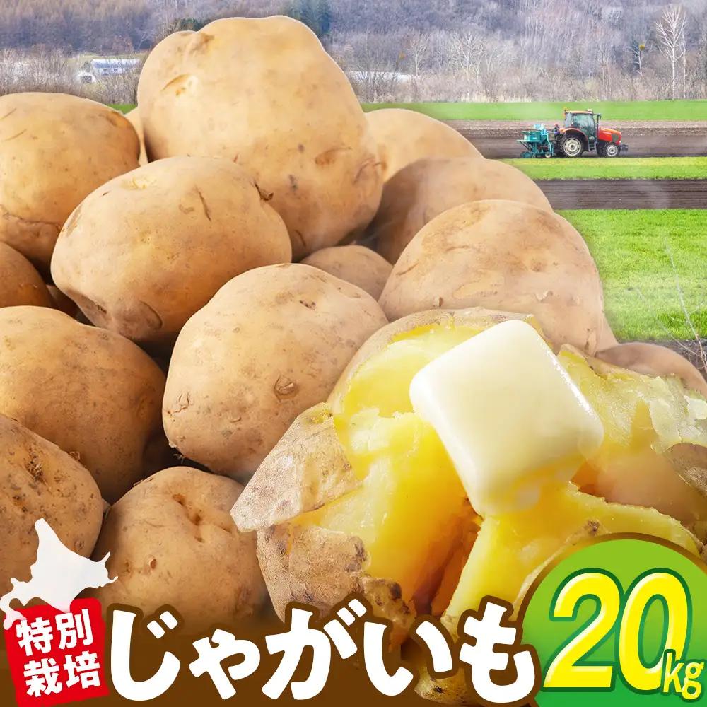 【先行受付】R8年産 特別栽培（男爵）じゃがいも 20kg  | ジャガイモ 芋 男爵 馬鈴薯 大容量 新鮮 野菜 煮物 カレー シチュー ポテト 保存 特産 産地直送 北海道 津別町 送料無料
