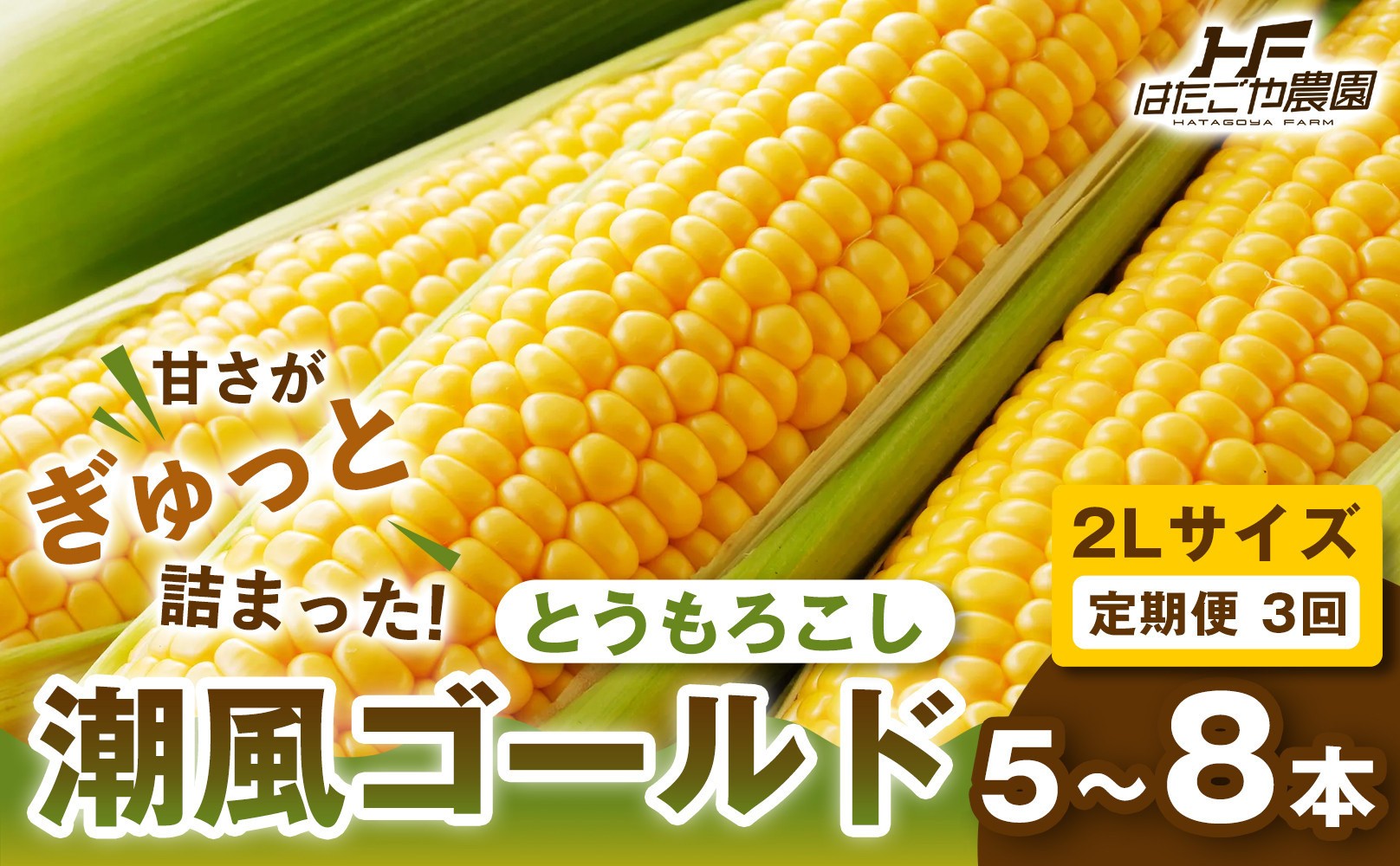 
                  ［定期便・全3回］［夏の味覚］潮風ゴールド 2Lサイズ 5～8本 1セット とうもろこし トウモロコシ ゴールドラッシュ 黄色 潮風ゴールド スイートコーン 茹でとうもろこし BBQ 焼き肉 白浜町
                