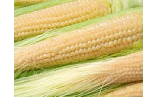 239 先行予約！農薬不使用ベビーコーン　農産物認証取得圃場