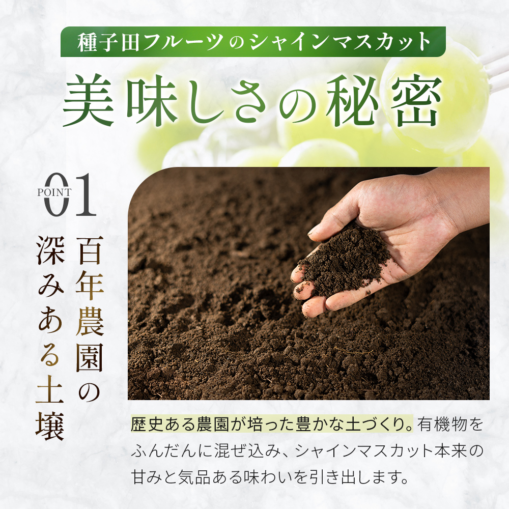 【先行受付・産直もぎたて】大玉 特選 シャインマスカット 800g（国産 フルーツ 果物 くだもの ブドウ ぶどう 旬 先行受付 2025 大玉 厳選 限定）