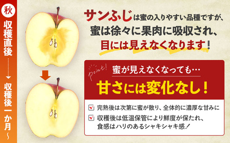 大容量 青森県産りんご 11月下旬～ サンふじ 10kg りんご
