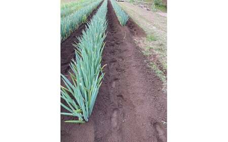 【先行予約】 長ねぎ(土付き)  約2kg 【 ねぎ 長ネギ 白ねぎ 根深ねぎ 産地直送 新鮮 料理 野菜 岩手県 陸前高田市 】 2025年11月下旬から発送予定 RT2756