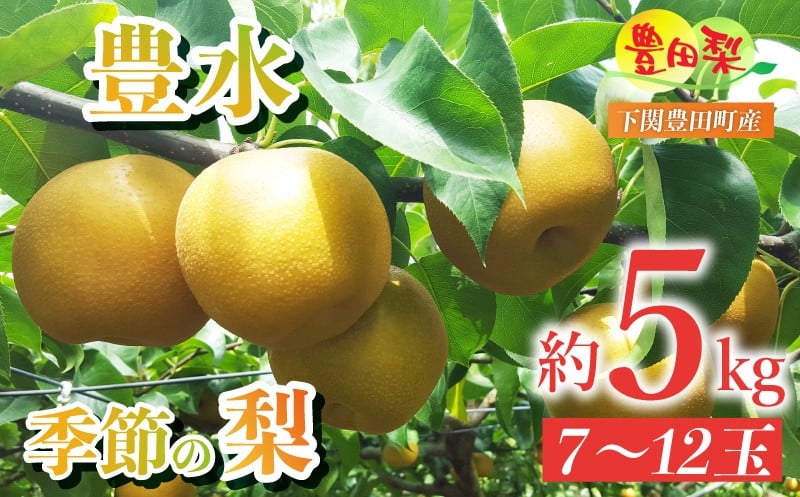 
            梨 5kg セット 7~12玉 なし 豊水 ほうすい 緩衝材 キャップ 付き フルーツ 季節 旬の 果物 期間 限定 9月 豊田の梨 豊田町 山口県産 下関 夏 秋
          