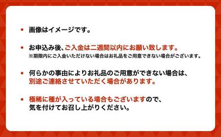 不知火 先行予約 冨田さん家の不知火 路地栽培 5kg しらぬい みかん 蜜柑 柑橘 常温 熊本県産 国産 九州 熊本県 宇城市 訳あり 家庭用 不揃い デコなし 傷あり B級品 2026年1月中旬-
