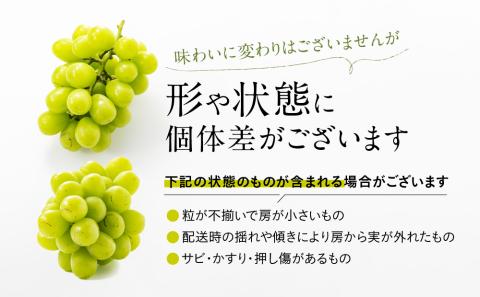 AC126.九州・福岡フルーツ王国より直送.シャインマスカット約1kg／2025年9月配送