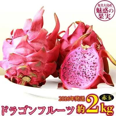 2026年発送【奄美大島産】魅惑の果実・ドラゴンフルーツ(赤玉)約2kg 果物  フルーツ