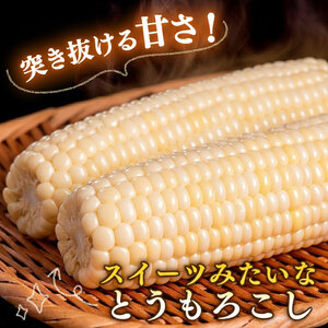 【2026年先行予約 / 数量限定 とうもろこし】フルーツコーン ホワイト種 5本 とうもろこし