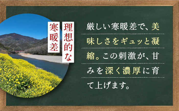 【先行予約】季節のイチゴ詰め合わせ 400g×4パック ＜2026年4月下旬以降発送＞ ／ いちご イチゴ 苺 果物 フルーツ 国産 産地直送 農家直送【周年観光農園エコファームうちこ】 [BKBW0