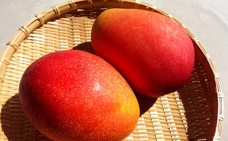 【2025年 先行予約】金蜜マンゴー&アーウィンマンゴー秀品 食べ比べセット　1kg以上 秀品 先行予約 沖縄 甘味 糖度 濃厚 おいしい お土産 アーウィン きんみつ 食べ比べ まんごー ギフト プ