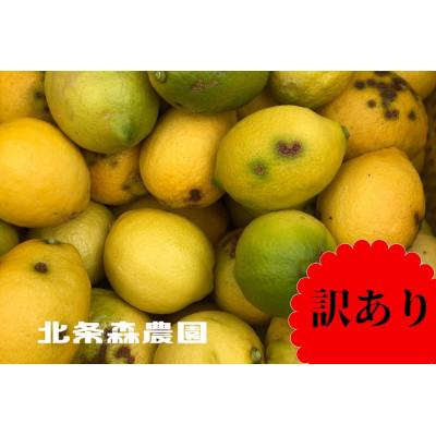ふるさと納税 松山市 訳あり　レモン　3kg