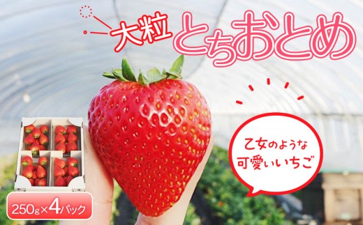 
            【先行予約】大粒とちおとめ4パック入り【2026年1月上旬より順次発送】 | 生産量 日本一 果物 フルーツ 苺 イチゴ 農家直送 栃木県 日光市
          