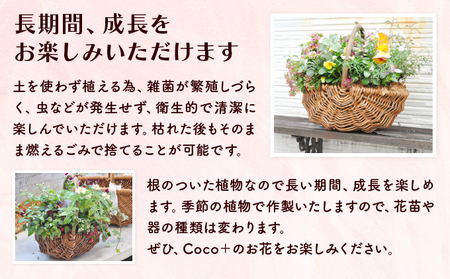 【定期便5回】季節のお花が楽しめる☆お花屋さんの定期便  5回 ブリコラージュフラワー 寄せ植え 15~20株